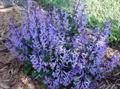 MONA LAVENDER 